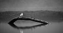 Gull on Log